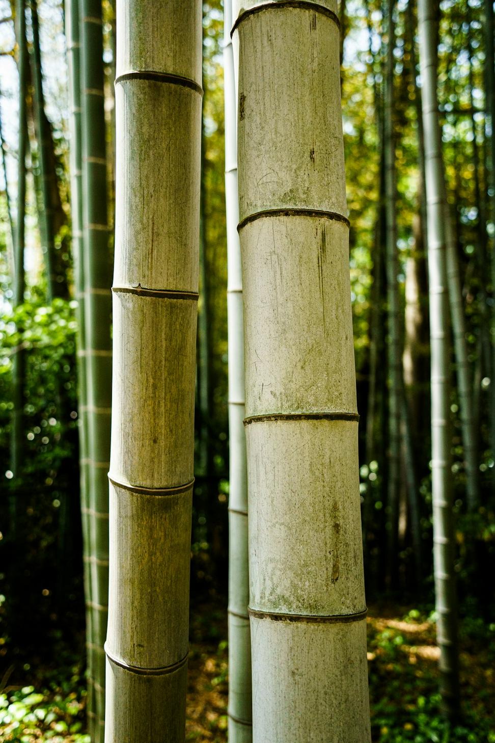 Bamboo Materials